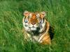 Sunbather, Bengal Tiger